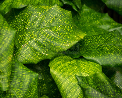 calathea,叶子,竹芋科,自然,植物,美国,水平画幅,无人,开花植物,姜科