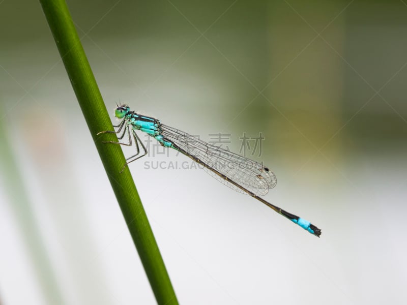 自然,水,窄翅蜻蛉,三角钢琴,蜻蜓,水平画幅,生物,无人,蓝色,夏天