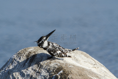 翠鸟,斯里兰卡,杂色翠鸟,亚洲,自然,野生动物,印度次大陆,图像,淡水鸟,野外动物