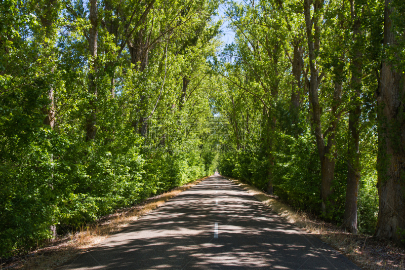 Nice secondary road with arch formed by trees. Pleasure of traveling in spring, between the sun and shade. Leon. Spain - Bonita carretera secundaria con arco formado por arboles. Placer de viajar en primavera, entre  sol y sombra . Leon . España