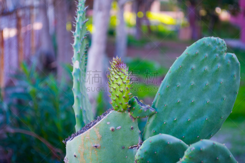 仙人掌,仙人球,沙漠,春天,野生植物,水没脚踝,岩石,美,艺术,水平画幅