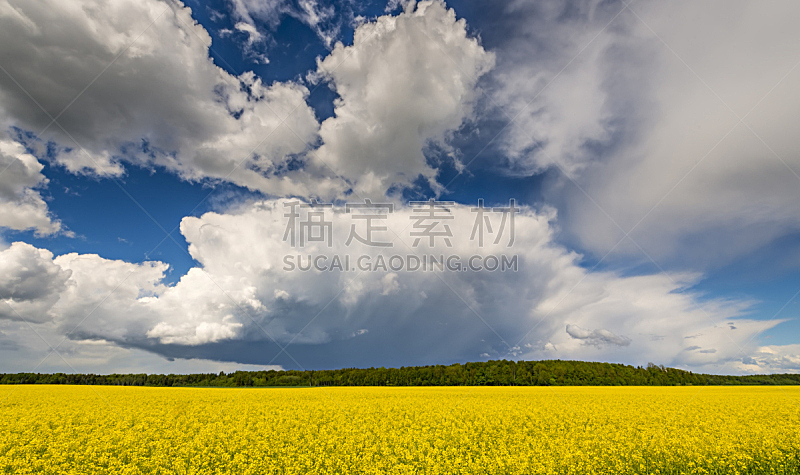 田地,油菜花,积雨云,在上面,天空,水平画幅,无人,工厂,夏天,户外