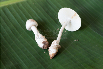 蘑菇,鬼笔鹅膏,有毒物质,自然,水平画幅,正下方视角,根部,秋天,无人,有毒生物体