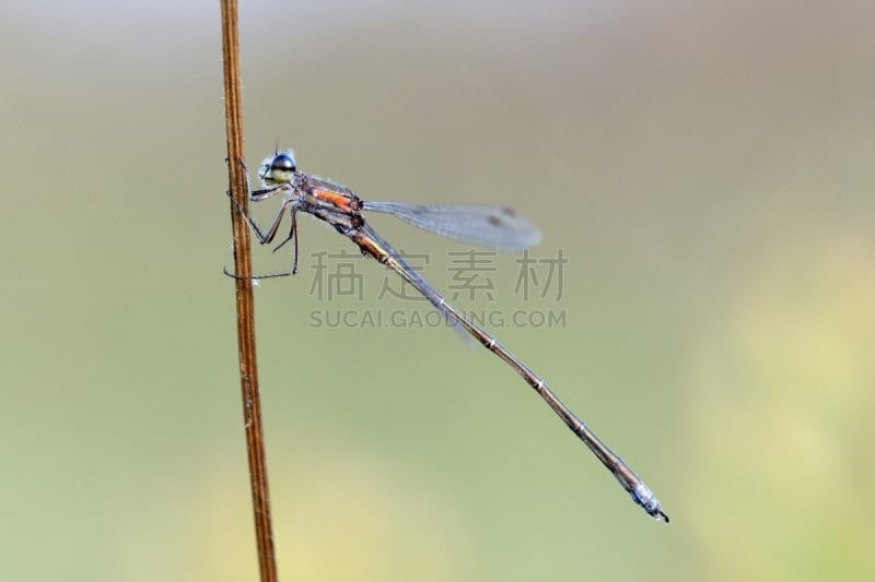 豆娘,苇地,蜻蜓目,藓沼,蜻蜓,水平画幅,无人,户外,湖,彩色背景