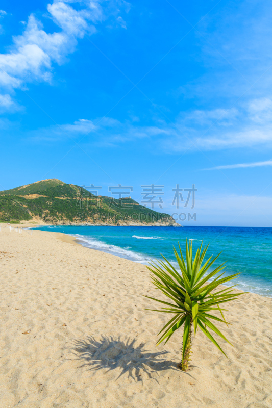 龙舌兰属植物,沙子,海滩,撒丁岛,蓝色,海洋,风景,意大利,岛,小的