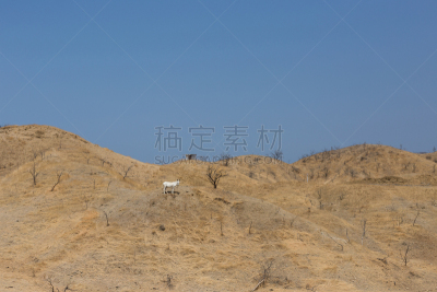干的,骡子,白色,田地,布兰克角,沟壑,生物学过程,秘鲁,南美,水