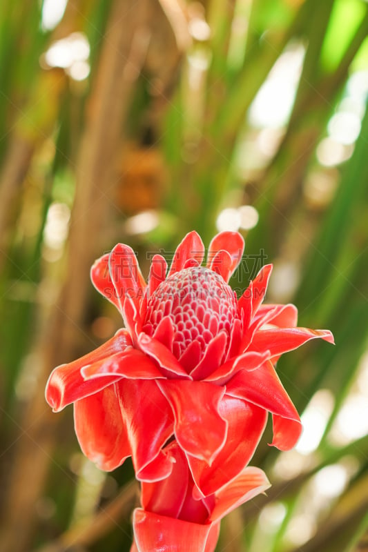 torch ginger,红色,姜科,热带的花,垂直画幅,美,无人,巨大的,生物学,生姜