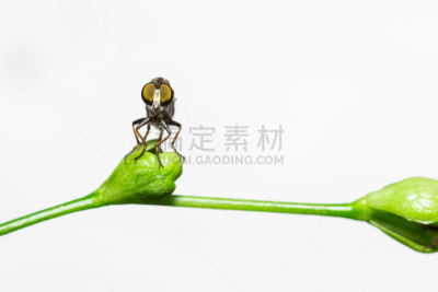 盗贼,两翼昆虫,食虫虻,动物长鼻,黄蜂,自然,饮食,野生动物,水平画幅,沙子
