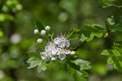 山楂,白色,雄蕊,粉色,枝,花瓣,选择对焦,南方公园,水平画幅,无人
