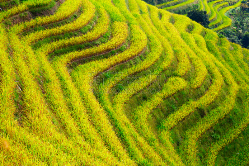 稻,梯田,龙脊梯田,美,水平画幅,枝繁叶茂,山,传统,户外,水稻梯田