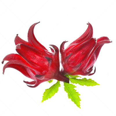 水果,木槿属,玫瑰茄,白色背景,分离着色,无人,泰国,酸模,白色,植物