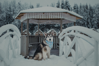 阿拉斯加雪橇犬,冬天,地形,小狗,爱斯基摩犬,雪橇犬,莱卡犬,水平画幅,雪,户外