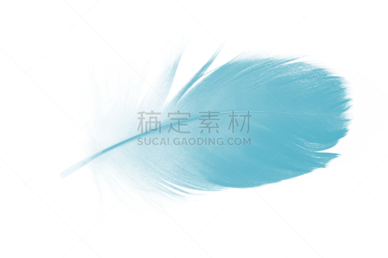 彩色图片,翎毛,白色背景,绿松石,鲜绿色,水平画幅,无人,光,图像,特写