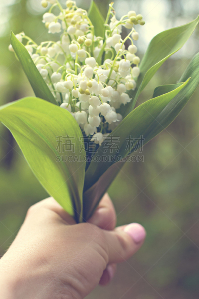花束,女人,欧洲赤松,举起手,铃兰,垂直画幅,美,无人,夏天,光