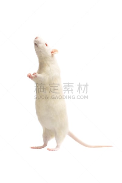 老鼠,白色,白化病者,两个物体,动物腿,垂直画幅,小的,无人,白色背景,背景分离