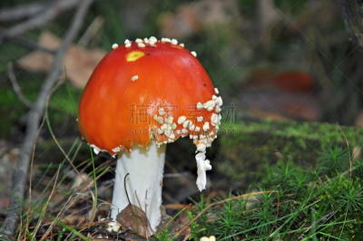 毒蝇菇,自然界,自然,礼物,真菌,伞形毒菌,水平画幅,秋天,无人,有毒生物体