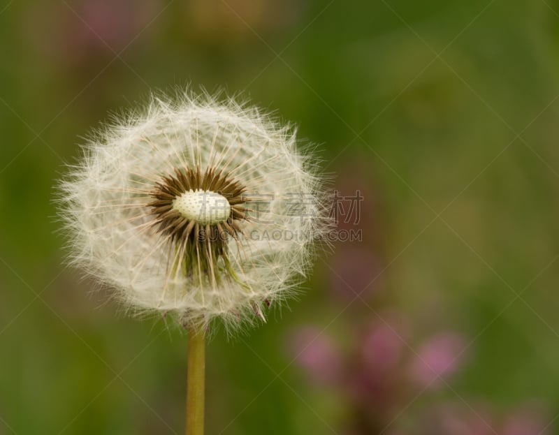 蒲公英,水平画幅,蒲公英种子,无人,夏天,复杂,特写,白色,毛绒绒,植物