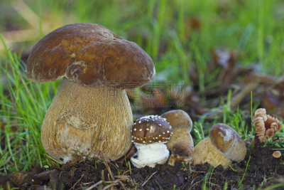 瓢蕈,水平画幅,秋天,无人,有毒生物体,蘑菇,食用菌,真菌,Porcini Mushroom,摄影