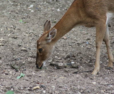 brow-antlered deer,美,水平画幅,无人,动物身体部位,草,眉毛,人的眼睛,哺乳纲,汉堡包