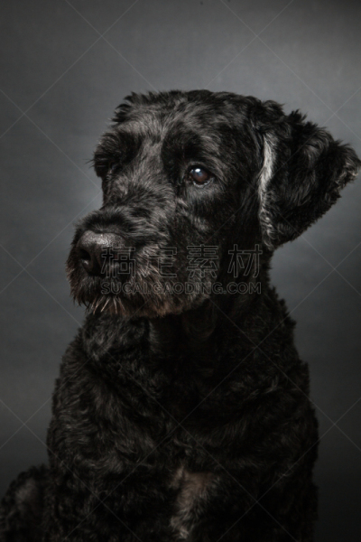法兰德斯畜牧犬,垂直画幅,纯种犬,可爱的,家畜,无人,动物习性,动物主题,影棚拍摄,犬科的