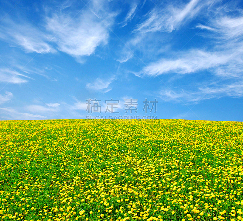 黄色,蒲公英,天空,水平画幅,绿色,地形,无人,蓝色,夏天,花