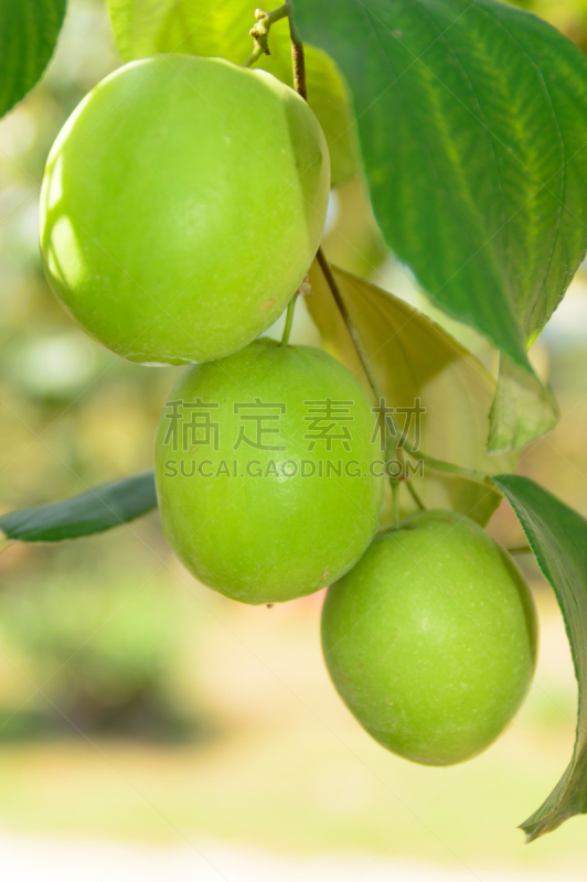 枣糕,清新,水果,亚洲,农业,有机食品,精神振作,兰花,垂直画幅,食品