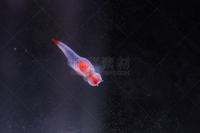 仙女,美,水平画幅,无人,水下,野外动物,知床半岛,特写,鱼缸,水族馆