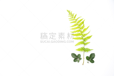 清新,叶子,一个物体,蕨类,幼小动物,美,水平画幅,枝繁叶茂,无人,夏天
