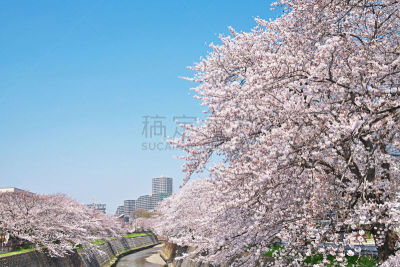 河流,樱桃树,天空,水平画幅,樱花,无人,日本,藤泽市,户外,公寓