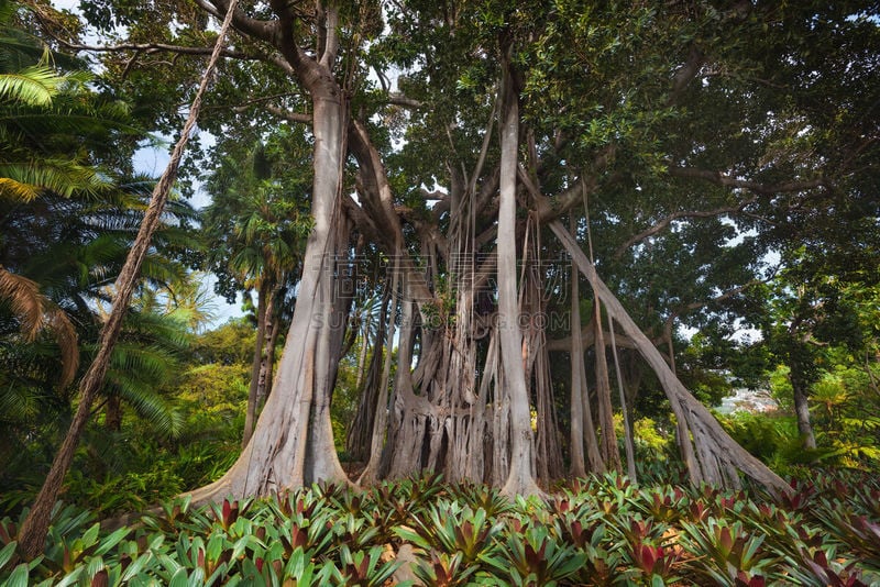 moreton bay fig,热带雨林,公园,褐色,水平画幅,无人,古老的,巨大的,户外,雨林