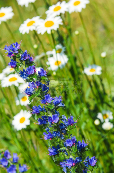 野花,自然美,草地,蜂蜜,垂直画幅,creeping bluet,漏斗,无人,夏天,俄罗斯