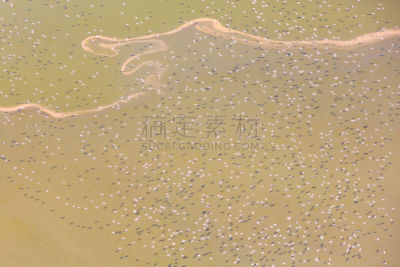 里夫特谷,小火烈鸟,航拍视角,肯尼亚,小的,在上面,湖,羊群,水,气候