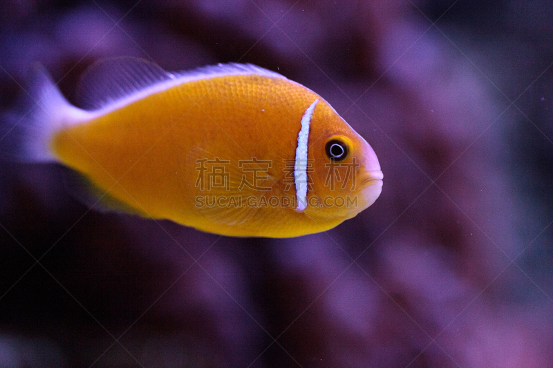 粉红色海葵,臭鼬,橙色,海葵,海葵鱼,礁石,珊瑚,人工饲养动物,热带鱼,水族馆