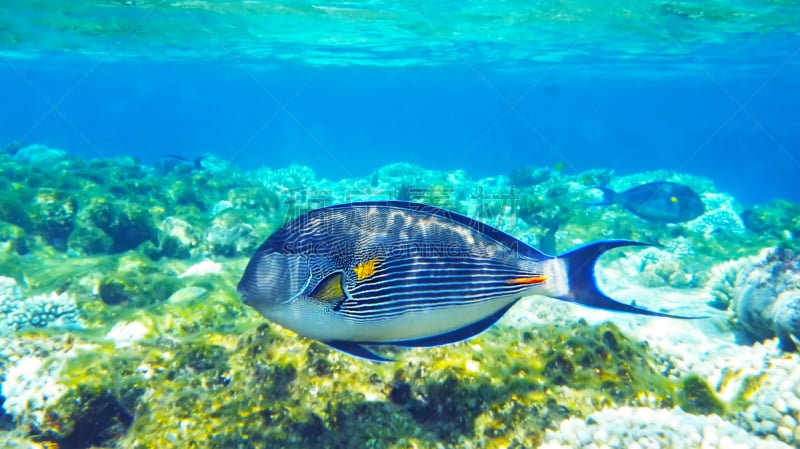 水下,红海,深的,Arabian Surgeonfish,自然,水,野生动物,水平画幅,无人,蓝色