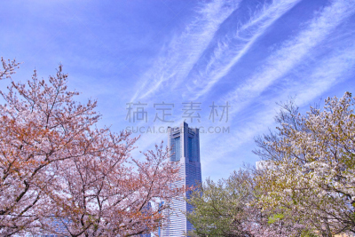 樱桃树,摩天大楼,建筑外部,横滨地标大厦,横滨高速铁路,吉野樱花,横滨,四季,水平画幅,樱花