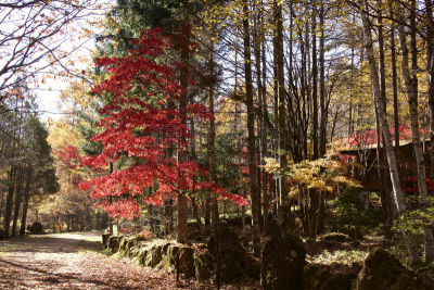 叶子,高原,秋天,八岳山,美,水平画幅,户外,明亮,橙子,downy birch