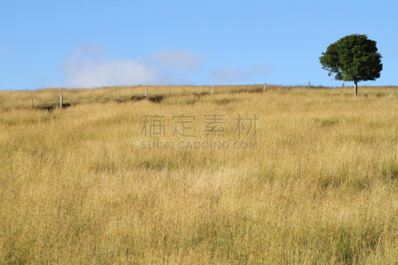 一只动物,天空,留白,草原,水平画幅,风化的,无人,户外,戏剧性的天空,进度报告