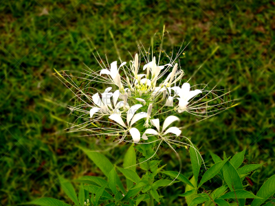 醉蝶花,spider plant,红蜘蛛百合,数字6,水平画幅,无人,户外,仅一朵花,白色,植物