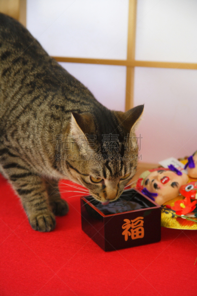 猫,是,圆颅党,婴儿,枡,耙子,垂直画幅,无人,日本,图像