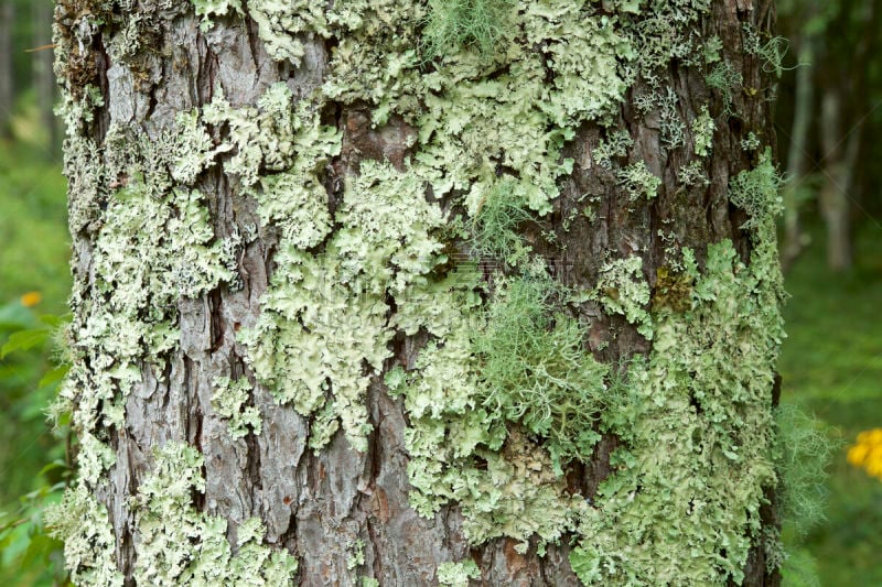 森林,树干,落叶松,美,褐色,水平画幅,无人,苔藓,纤维,户外