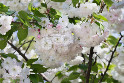 大戟科,自然,水平画幅,绿色,樱花,水果,樱桃,无人,乌克兰,重瓣花