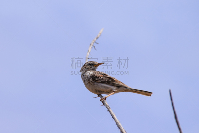 葡萄牙,马德拉,波尔图桑托岛,枝,北,麻雀,欧洲赤松,美,水平画幅,鸟类