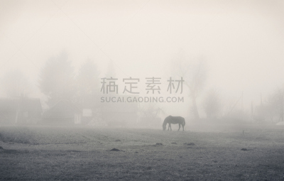 马,在雾中,雄鹿,水平画幅,早晨,草坪,野外动物,烟,橡树林地,树林