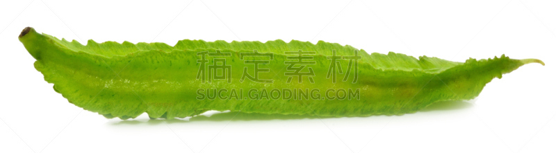 四角豆,自然,有蔓植物,豌豆,室内管弦乐队,水平画幅,公主和比恩,全景,有机食品,白色背景