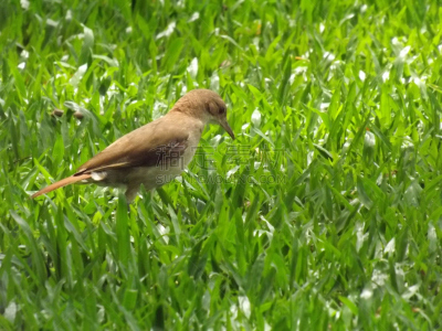 Jardim Botânico de Porto Alegre e Cogumelos e Animais