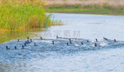 鸟类,秋天,池塘,日光,海滩,水,水平画幅,银行,优美,透视图