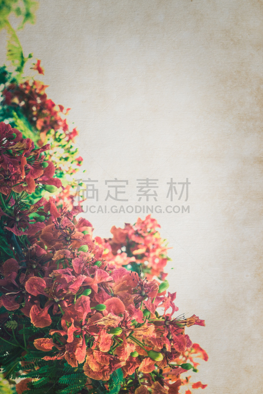 凤凰木,纸,自然,垂直画幅,美,贺卡,纹理效果,古老的,古典式,特写