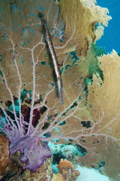 斑点管口鱼,石帆珊瑚虫,Purple Gorgonian Sea Fan,波耐尔,利沃德,自然,垂直画幅,水,热带鱼,海洋生命