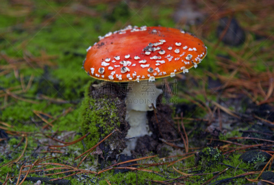 鹅膏菌,毒蝇菇,毒蘑菇,水平画幅,林区,无人,苔藓,特写,地衣,前景聚焦