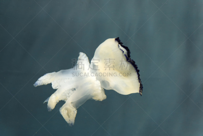 水族馆,水母,大特写,水,美,水平画幅,水下,异国情调,触须,部分